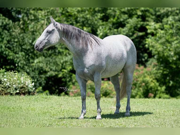 American Quarter Horse Castrone 8 Anni 152 cm Grigio in Sedalia