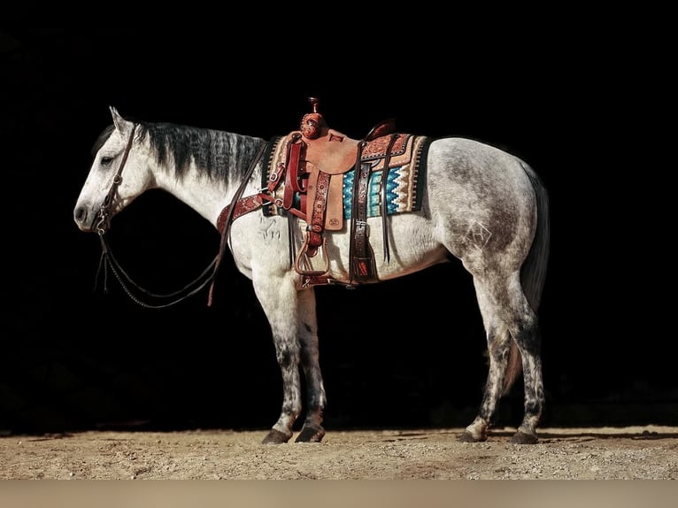 American Quarter Horse Castrone 8 Anni 152 cm Grigio in Lyles
