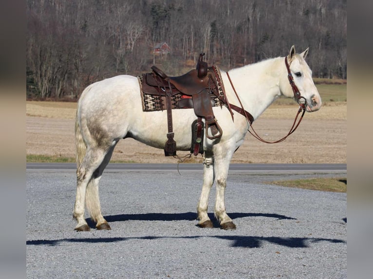 American Quarter Horse Castrone 8 Anni 152 cm Grigio in Rebersburg