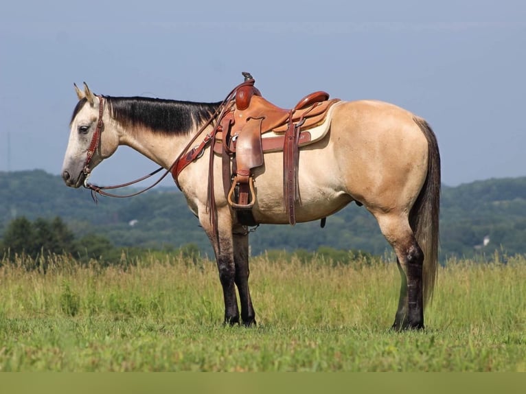 American Quarter Horse Castrone 8 Anni 152 cm Grigio rossastro in Clarion, PA