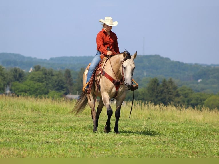 American Quarter Horse Castrone 8 Anni 152 cm Grigio rossastro in Clarion, PA