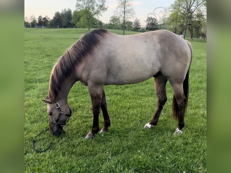 American Quarter Horse Castrone 8 Anni 152 cm Grullo in New Haven KY