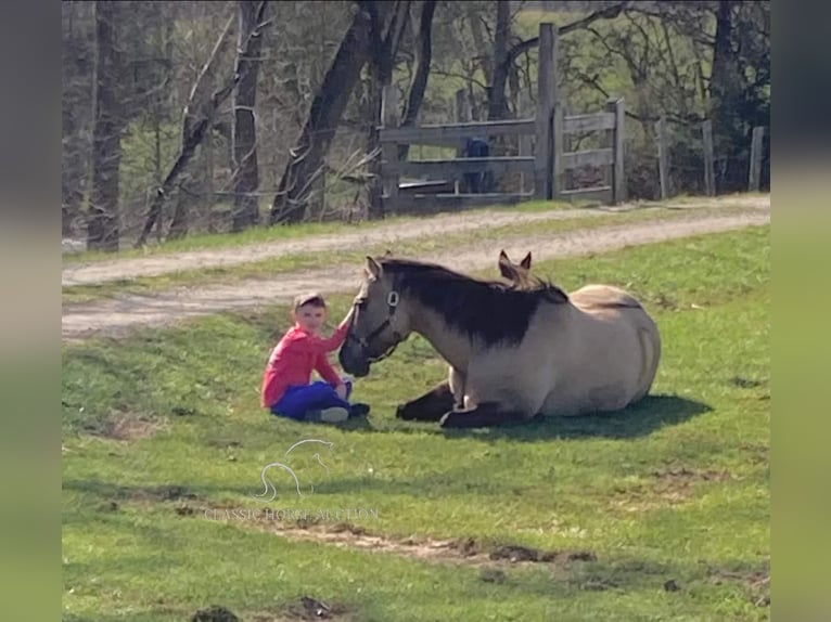 American Quarter Horse Castrone 8 Anni 152 cm Grullo in New Haven KY