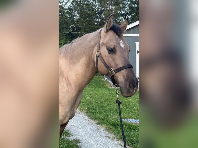 American Quarter Horse Castrone 8 Anni 152 cm Grullo in New Haven KY