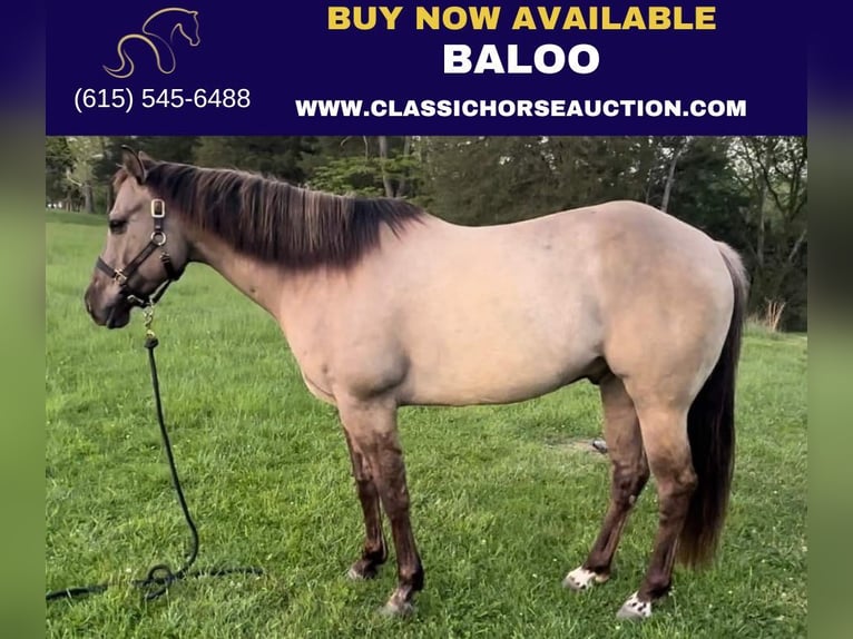 American Quarter Horse Castrone 8 Anni 152 cm Grullo in New Haven KY