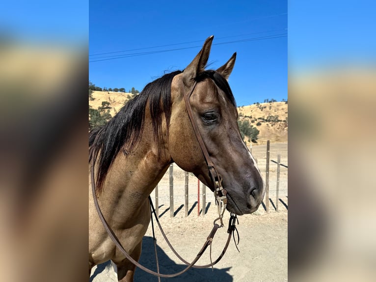 American Quarter Horse Castrone 8 Anni 152 cm Grullo in Bitterwater, CA