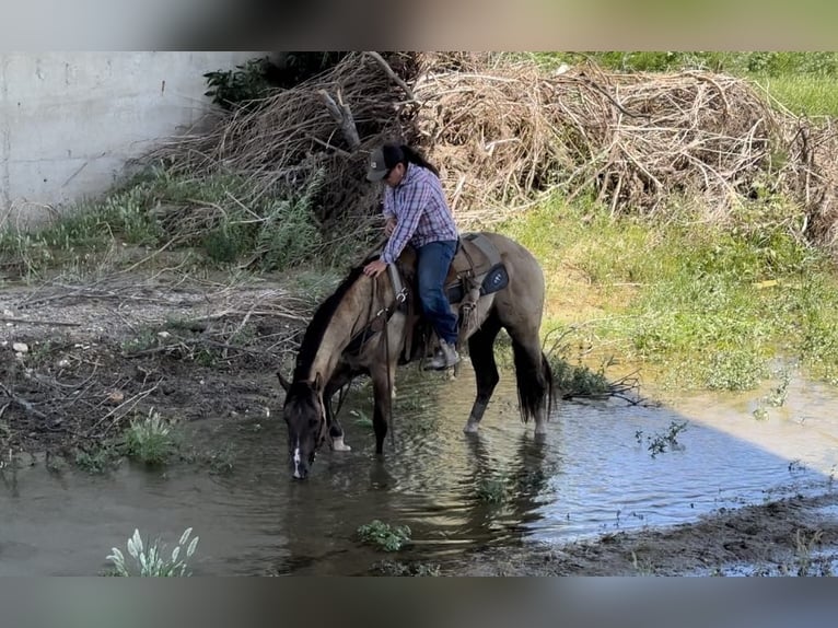 American Quarter Horse Castrone 8 Anni 152 cm Grullo in Bitterwater, CA