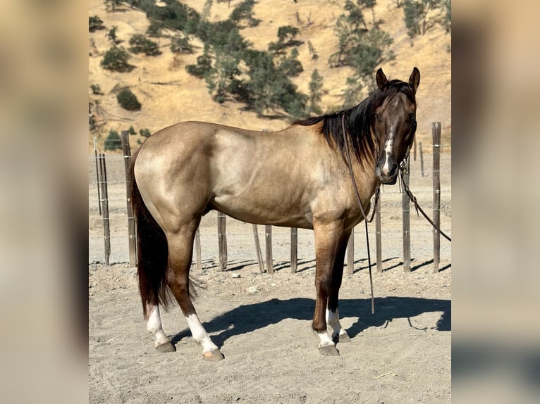 American Quarter Horse Castrone 8 Anni 152 cm Grullo in Bitterwater, CA