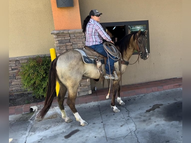 American Quarter Horse Castrone 8 Anni 152 cm Grullo in Bitterwater, CA