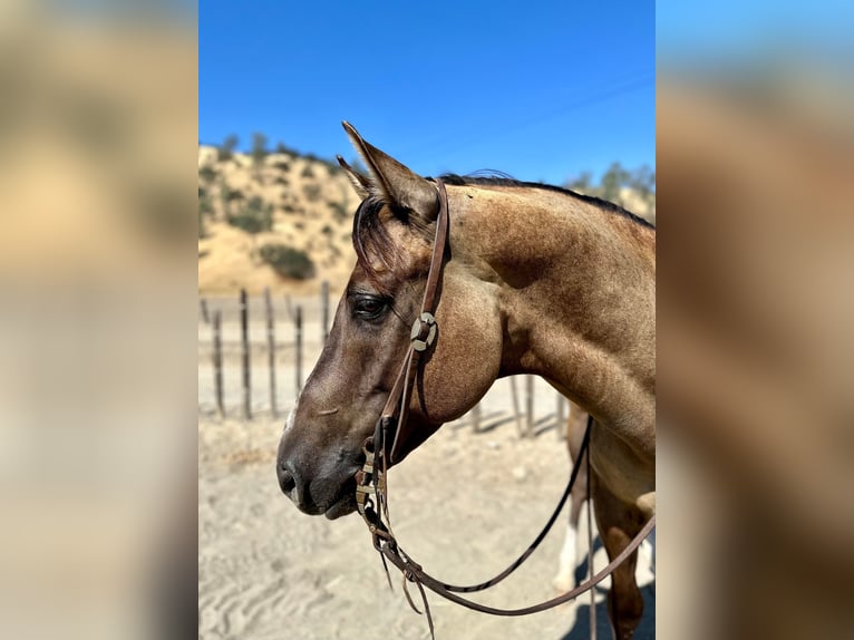 American Quarter Horse Castrone 8 Anni 152 cm Grullo in Bitterwater, CA