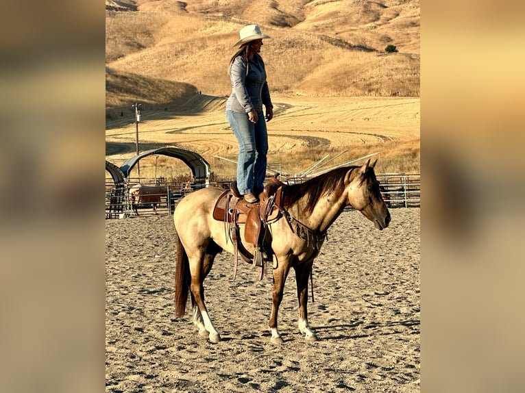 American Quarter Horse Castrone 8 Anni 152 cm Grullo in Bitterwater, CA