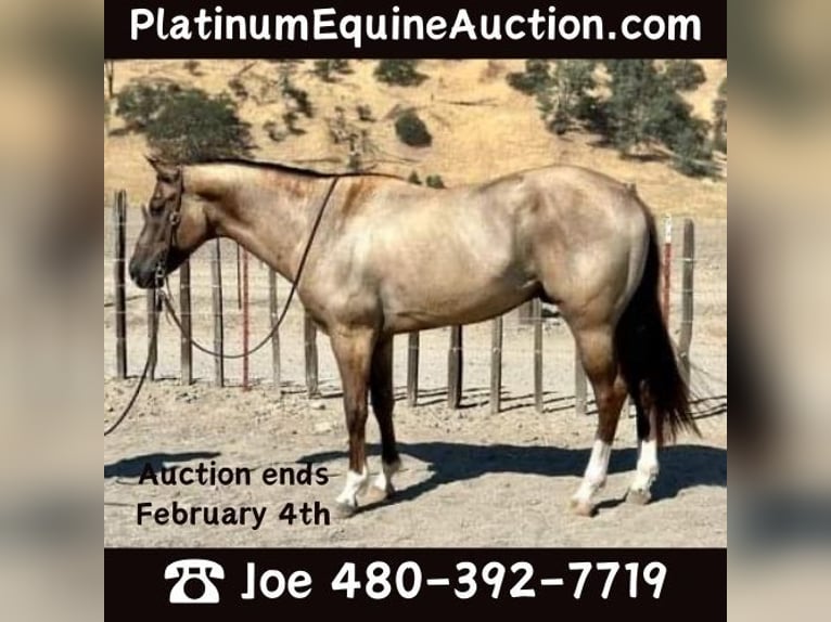 American Quarter Horse Castrone 8 Anni 152 cm Grullo in Phoenix, AZ