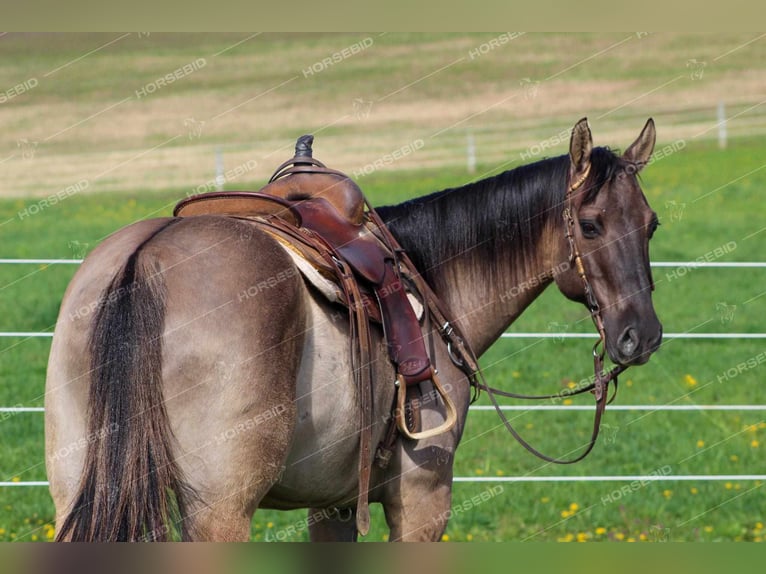 American Quarter Horse Castrone 8 Anni 152 cm Grullo in Tionesta