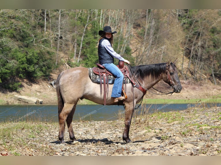 American Quarter Horse Castrone 8 Anni 152 cm Grullo in Tionesta