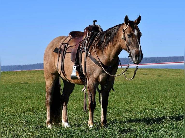 American Quarter Horse Castrone 8 Anni 152 cm Grullo in Rebersburg