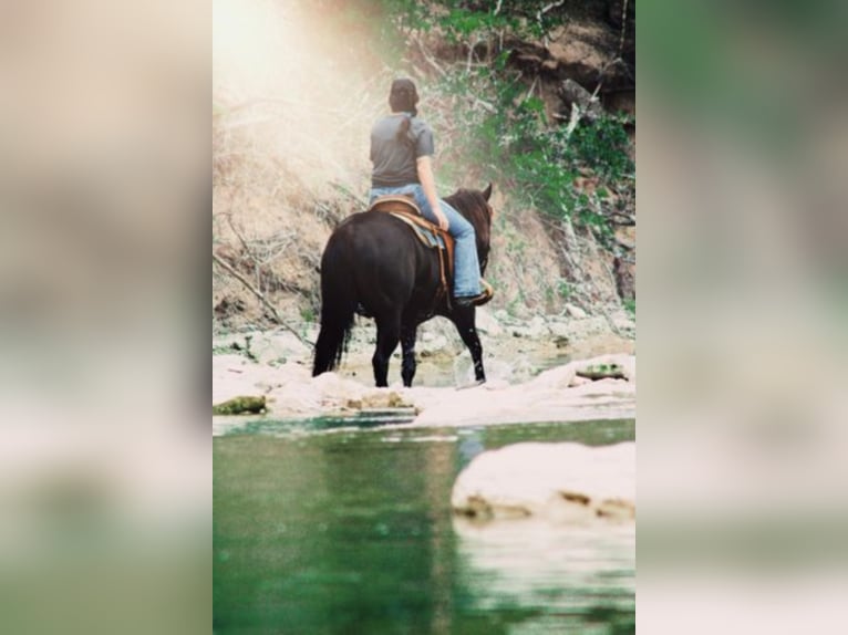 American Quarter Horse Castrone 8 Anni 152 cm Morello in Bluff Dale TX