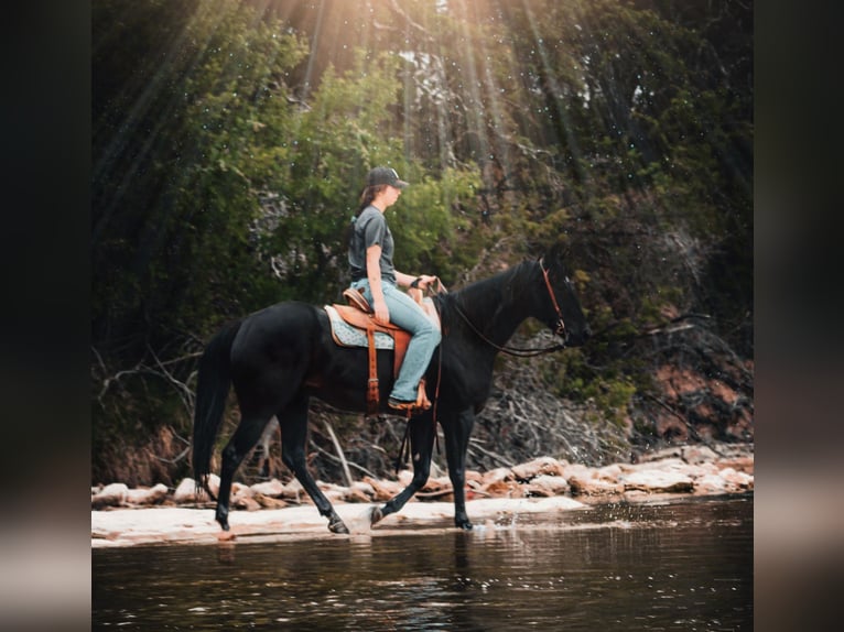 American Quarter Horse Castrone 8 Anni 152 cm Morello in Bluff Dale TX