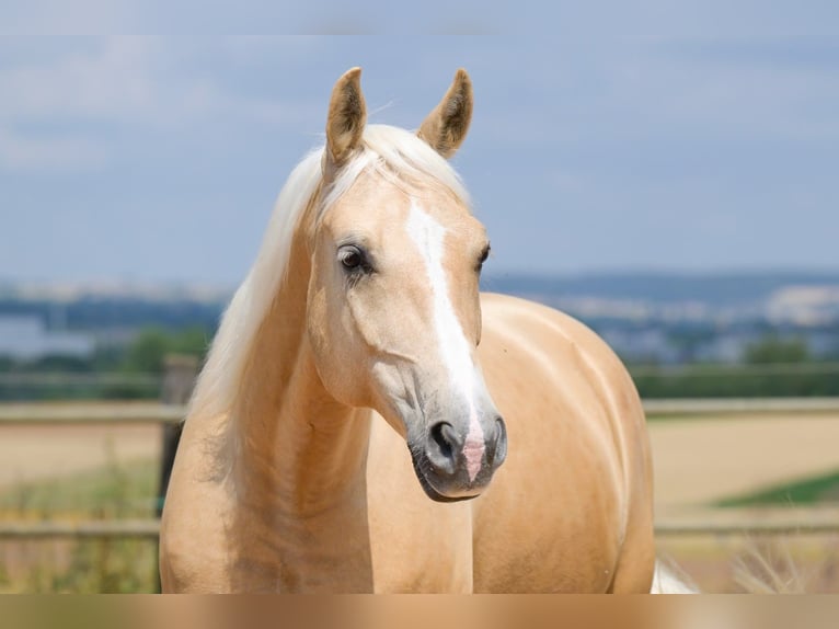 American Quarter Horse Castrone 8 Anni 152 cm Palomino in Bad Wimpfen