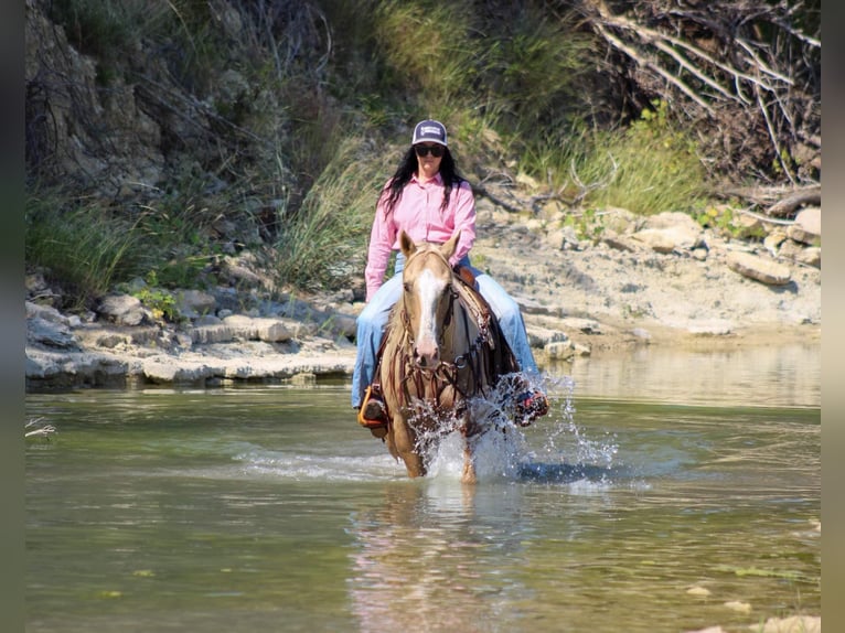 American Quarter Horse Castrone 8 Anni 152 cm Palomino in Stephenville TX