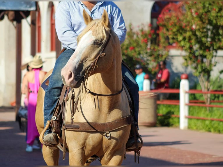 American Quarter Horse Castrone 8 Anni 152 cm Palomino in Stephenvillle TX