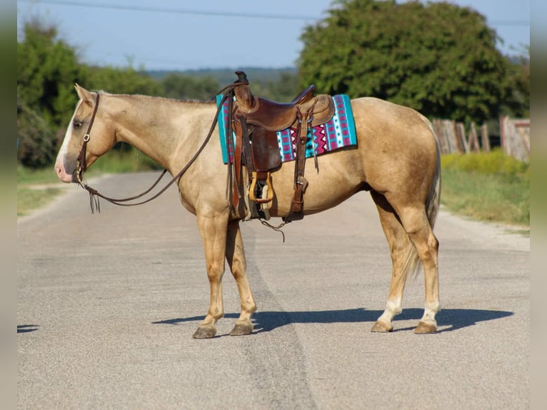 American Quarter Horse Castrone 8 Anni 152 cm Palomino in Stephenvillle TX