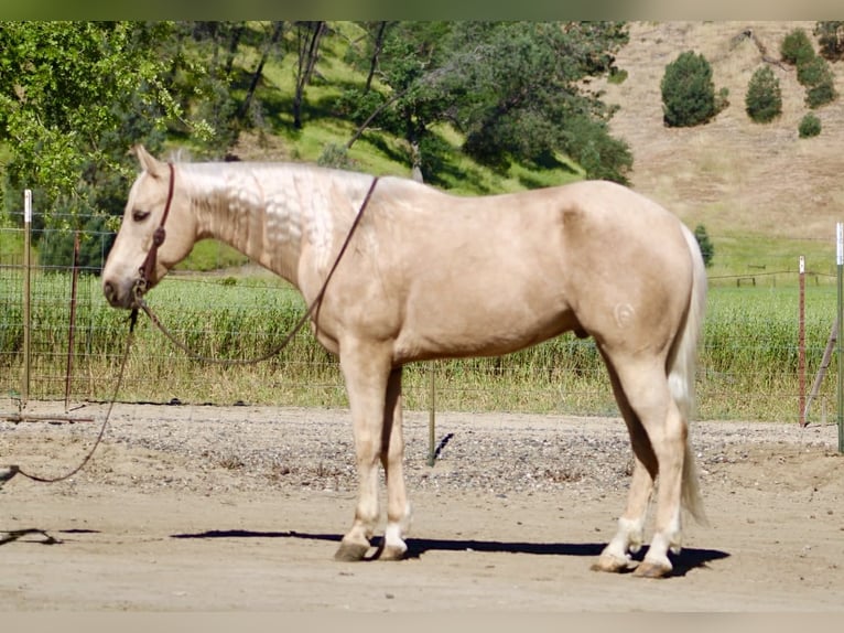 American Quarter Horse Castrone 8 Anni 152 cm Palomino in Tres Pinos
