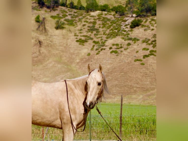 American Quarter Horse Castrone 8 Anni 152 cm Palomino in Tres Pinos