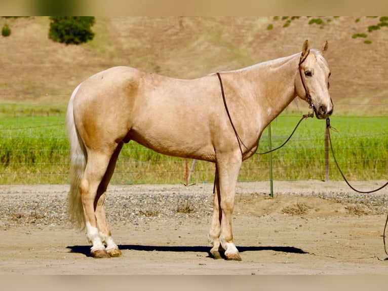 American Quarter Horse Castrone 8 Anni 152 cm Palomino in Tres Pinos