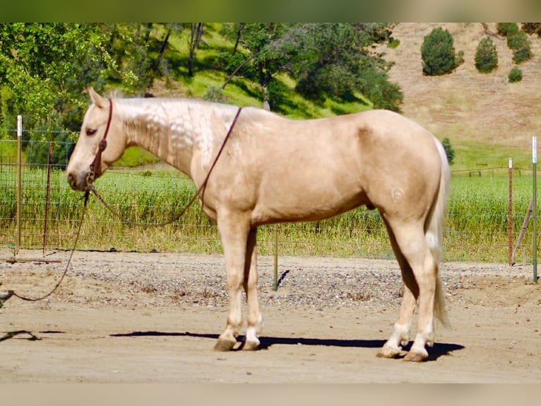 American Quarter Horse Castrone 8 Anni 152 cm Palomino in Tres Pinos