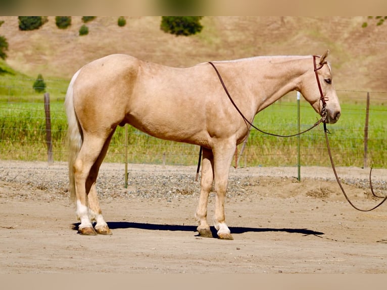 American Quarter Horse Castrone 8 Anni 152 cm Palomino in Tres Pinos