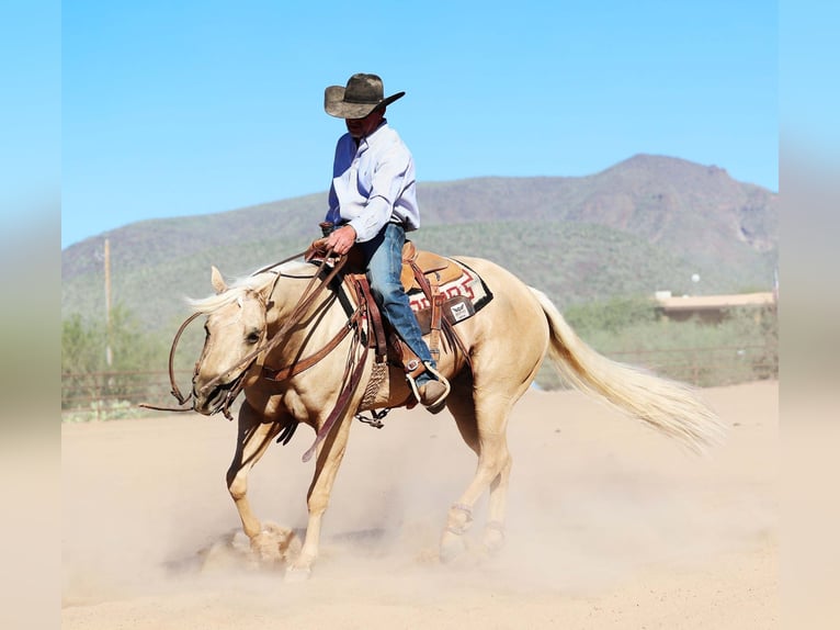 American Quarter Horse Castrone 8 Anni 152 cm Palomino in Cave Creek