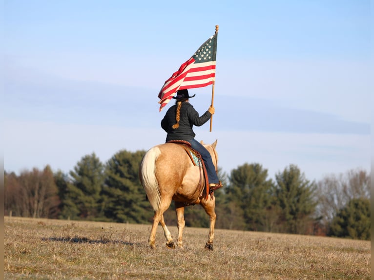 American Quarter Horse Castrone 8 Anni 152 cm Palomino in Clarion