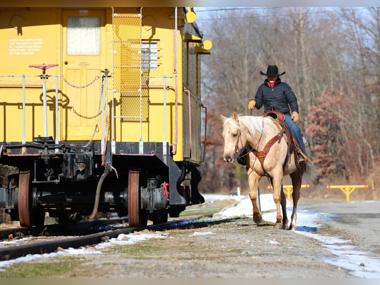 American Quarter Horse Castrone 8 Anni 152 cm Palomino in Clarion