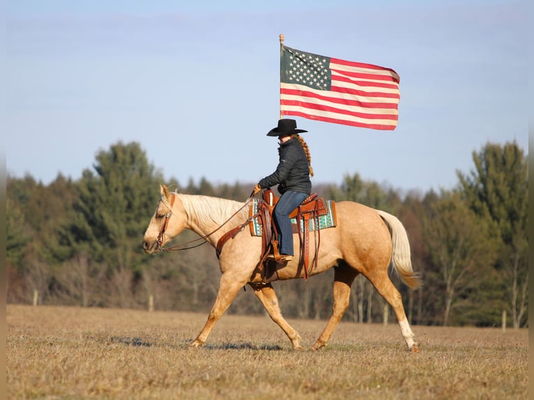 American Quarter Horse Castrone 8 Anni 152 cm Palomino in Clarion