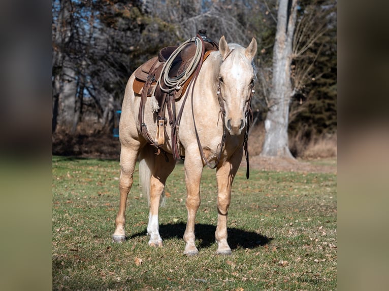 American Quarter Horse Castrone 8 Anni 152 cm Palomino in Crawford, NE