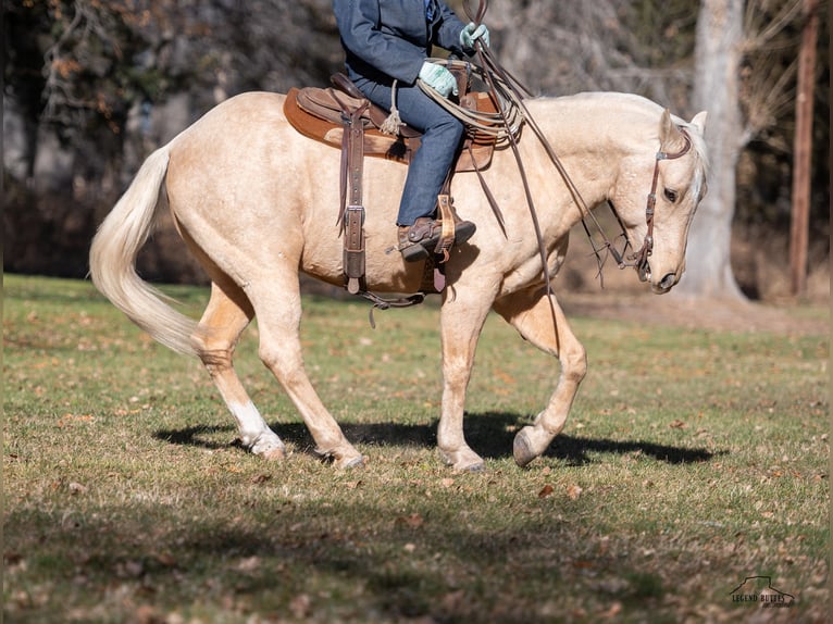 American Quarter Horse Castrone 8 Anni 152 cm Palomino in Crawford, NE