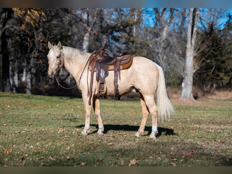 American Quarter Horse Castrone 8 Anni 152 cm Palomino in Crawford, NE