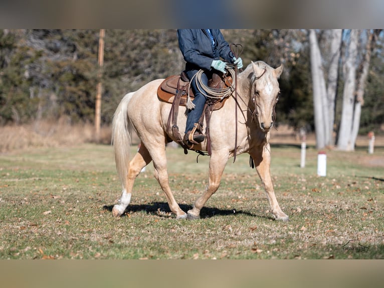 American Quarter Horse Castrone 8 Anni 152 cm Palomino in Crawford, NE