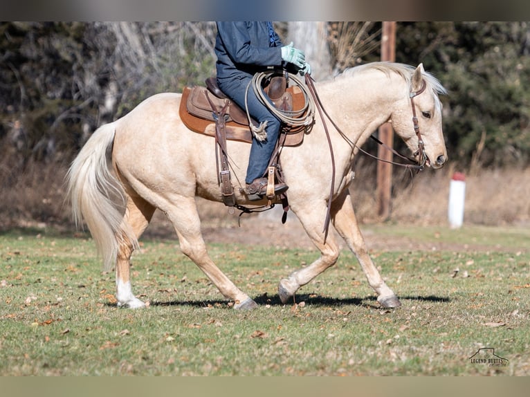 American Quarter Horse Castrone 8 Anni 152 cm Palomino in Crawford, NE