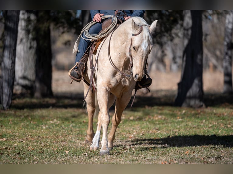 American Quarter Horse Castrone 8 Anni 152 cm Palomino in Crawford, NE