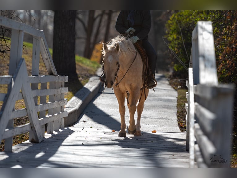 American Quarter Horse Castrone 8 Anni 152 cm Palomino in Crawford, NE