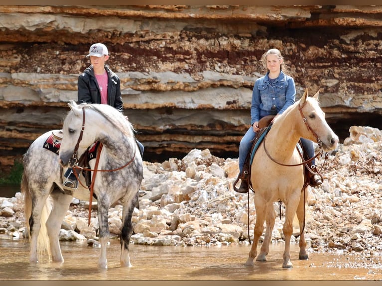 American Quarter Horse Castrone 8 Anni 152 cm Palomino in Mount Vernon, MO