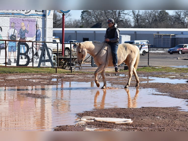 American Quarter Horse Castrone 8 Anni 152 cm Palomino in Sulphur Springs
