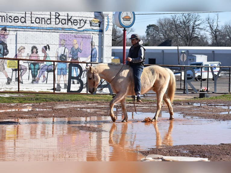 American Quarter Horse Castrone 8 Anni 152 cm Palomino in Sulphur Springs