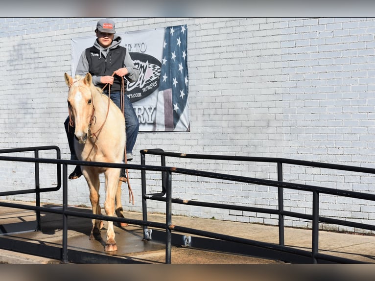 American Quarter Horse Castrone 8 Anni 152 cm Palomino in Sulphur Springs