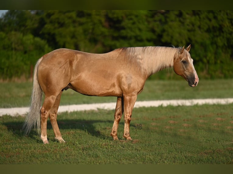 American Quarter Horse Castrone 8 Anni 152 cm Palomino in Waco, TX