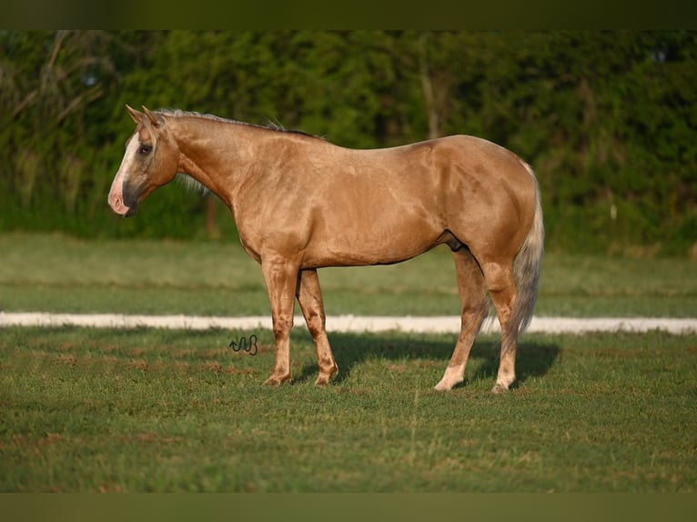 American Quarter Horse Castrone 8 Anni 152 cm Palomino in Waco, TX