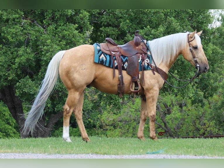American Quarter Horse Castrone 8 Anni 152 cm Palomino in Jacksboro, TX