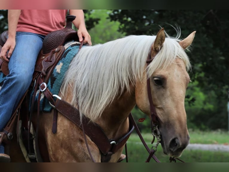 American Quarter Horse Castrone 8 Anni 152 cm Palomino in Jacksboro, TX