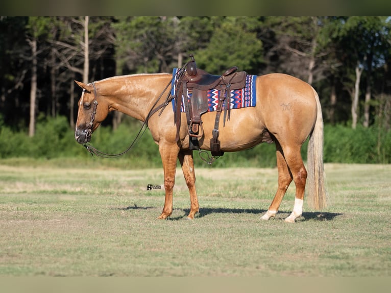 American Quarter Horse Castrone 8 Anni 152 cm Palomino in Whitesboro